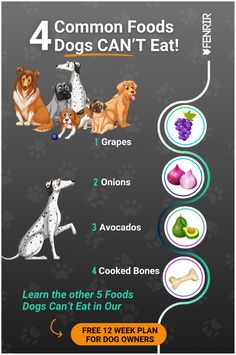 the four common foods that dogs can't eat info poster is shown on a black background