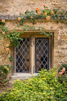 an old window with roses growing on it