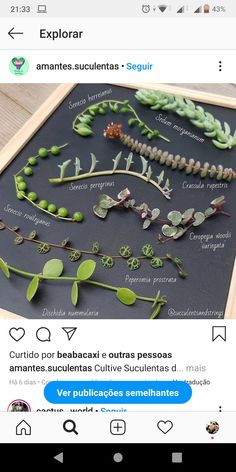 an image of some plants that are on a board with the words explora written in spanish