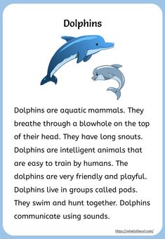 dolphins are aquatic mammals they breathe through blowhole on the top of their head