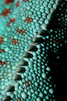 the texture of a lizard's skin is blue and green with brown spots on it