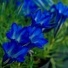 some blue flowers are growing in a pot