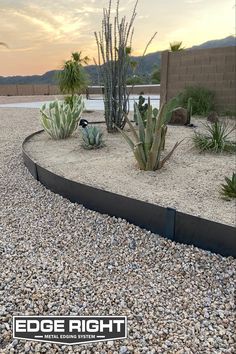 a desert garden with cactuses and cacti in the foreground at sunset