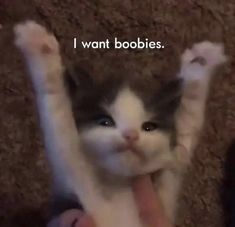 U Good?, Cat Good Night, Random Cat, Funny Looking Cats, Self Deprecating Humor, Anime Quotes Inspirational