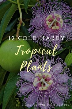 two purple flowers with green leaves in the background and text that reads, tropical plants