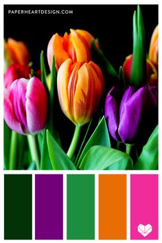 a bunch of tulips with different colors on them