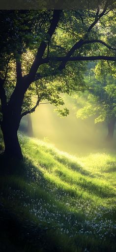 the sun shines through the trees and grass