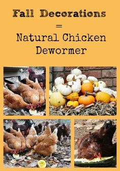 several pictures of chickens and pumpkins with the words fall decorations = natural chicken dewomer