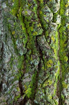 the bark of a tree covered in green moss