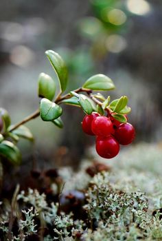 red berries are growing on the branch of a plant with green leaves and mossy ground