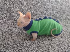 a small cat wearing a green and blue shirt on top of carpeted flooring