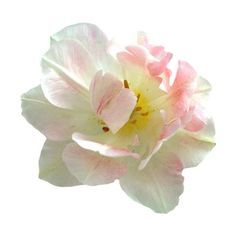 a white and pink flower is shown against a white background