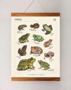 a poster hanging on the wall with different types of frog's and toad's