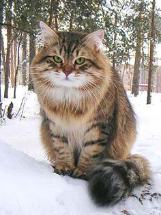 a cat that is sitting in the snow