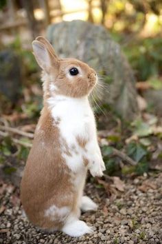 a brown and white rabbit sitting on its hind legs in the dirt next to some rocks