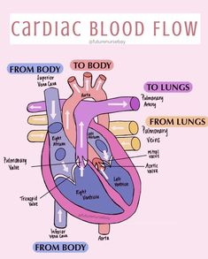 the heart with labels on it and labeled in different languages, including from body to body