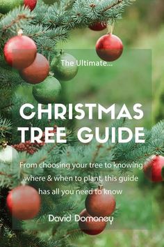 the ultimate christmas tree guide from choosing your tree to growing where and when to plant, this guide has all you need to know