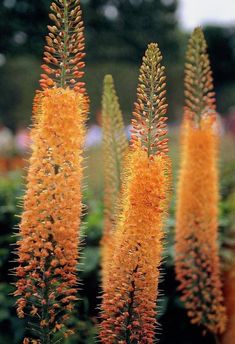 some very pretty orange flowers in a field