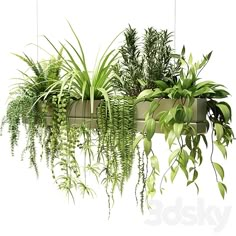 several different types of plants are growing in a planter on a white background,