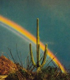 a cactus with a rainbow in the background