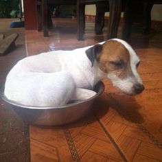 a dog laying in a bowl on the floor