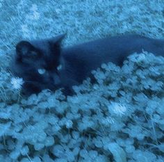 a black cat laying on top of a lush green field next to white daisies