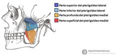 an image of a diagram of the head and neck with different parts labeled in it