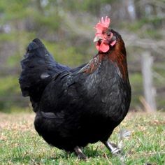 a black and red rooster standing on top of a grass covered field with trees in the background