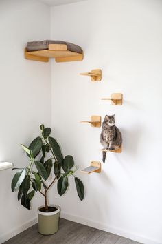 a cat sitting on top of a wooden shelf next to a potted plant in a room