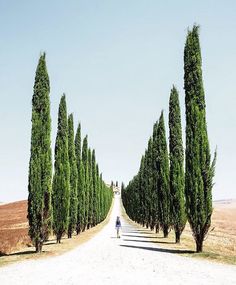 there is a person walking down the road between many trees on both sides of the road