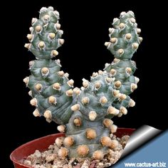 a small cactus in a red pot on a black background