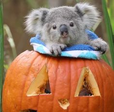 a koala is sitting on top of a pumpkin