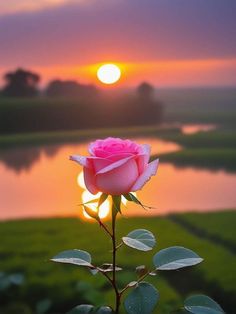 a pink rose with the sun setting in the background