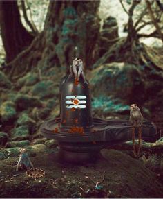 two birds perched on top of a bird feeder in the woods with trees and moss