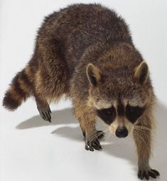 a raccoon standing on its hind legs and looking at the camera