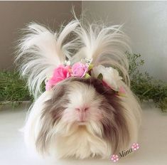 a small white and brown dog wearing a flower crown on top of it's head