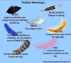 Feathers Magia Das Ervas, After Life, Kitchen Witch, Back To Nature, Spell Book, Spirit Guides, Book Of Shadows, Spiritual Awakening