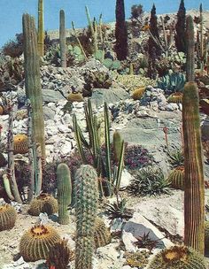 many cacti and other plants in the desert