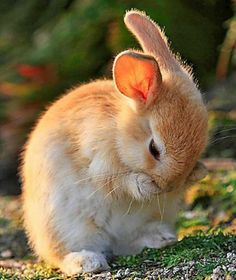 a small rabbit is sitting in the grass