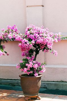 a potted plant with pink flowers in it