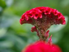 a red flower with green leaves in the background