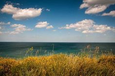 the ocean is blue with white clouds and yellow flowers in front of some tall grass