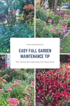 several different types of flowers and plants with the words easy fall garden maintenance tips