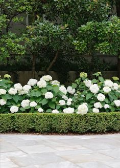 white flowers are growing in the middle of a hedged area with shrubbery behind them