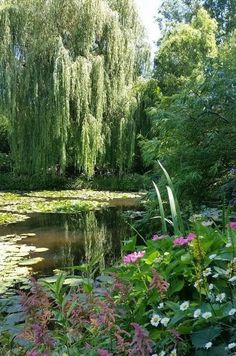 a pond with lily pads and trees in the background, surrounded by greenery on both sides