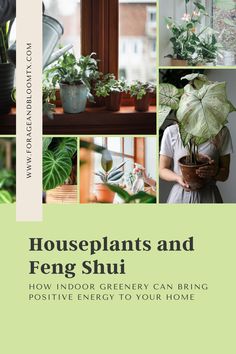 houseplants and feng shui how indoor greenery can being positive energy to your home