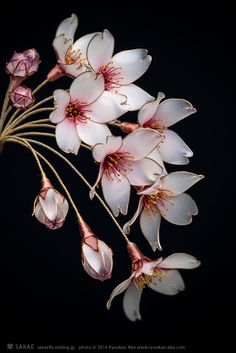 white and pink flowers on a black background