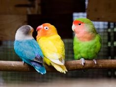 three colorful birds are sitting on a branch