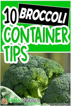 broccoli with the words 10 broccoli container tips on it and green background