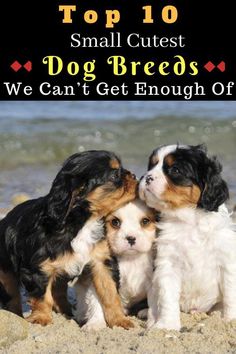 three puppies are playing in the sand with their noses touching each other's heads